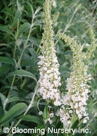 Buddleia davidii 'White Bouquet'                  